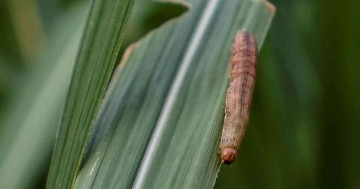 Uganda fights crop-devouring armyworm, blaming climate change - Reuters
